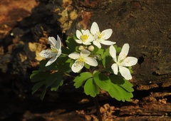 Isopyrum thalictroides