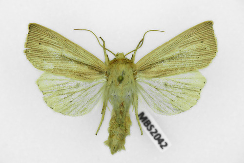 Southern Wainscot, photo 5 of 10
