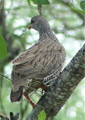 Pternistis natalensis