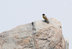 Spinus crassirostris