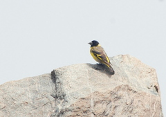 Spinus crassirostris