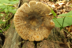 Russula crustosa