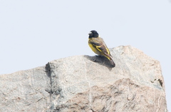 Spinus crassirostris