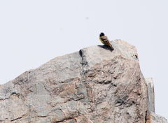 Spinus crassirostris