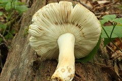 Russula crustosa