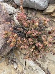 Crassula rupestris