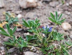 Lupinus buchtienii