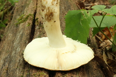 Russula crustosa