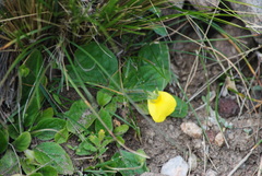 Calceolaria umbellata