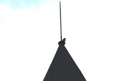 Phoenicurus ochruros