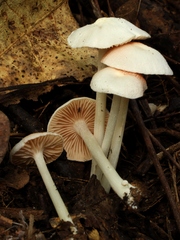 Entoloma sericellum