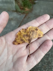 Bartheletia paradoxa