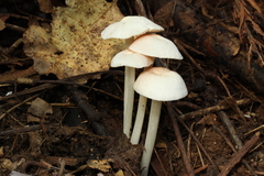 Entoloma sericellum