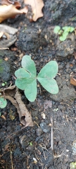 Oxalis latifolia