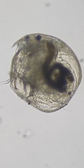 Chydorus