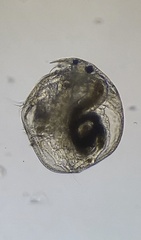 Chydorus