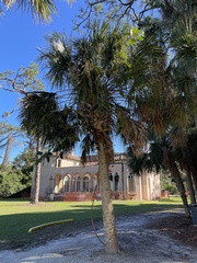 Sabal palmetto