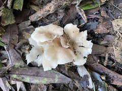 Singerocybe
