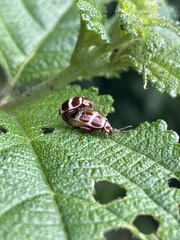 Oedionychina