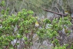 Zosterops simplex simplex