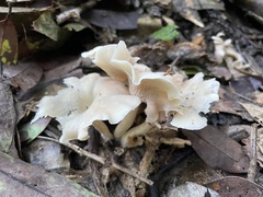Singerocybe