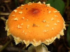 Leratiomyces squamosus thraustus