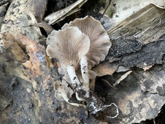 Singerocybe