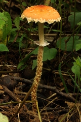 Leratiomyces squamosus thraustus