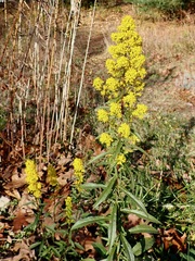 Solidago puberula