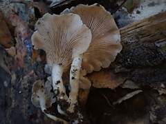 Singerocybe
