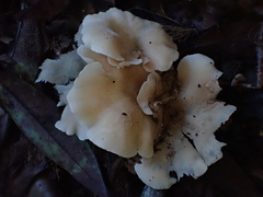Singerocybe