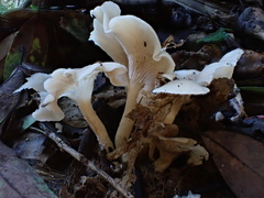 Singerocybe