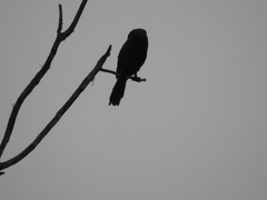 Nannopterum brasilianum