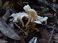 Singerocybe