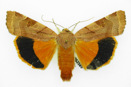 Broad-bordered Yellow Underwing