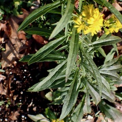 Solidago puberula