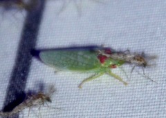 Gyponana octolineata