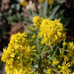 Solidago puberula
