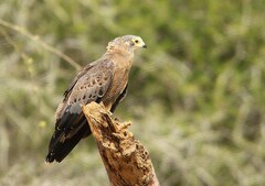 Polyboroides typus typus