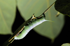 Marumba dyras