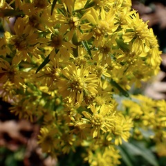 Solidago puberula