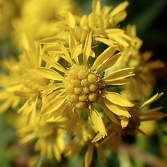 Solidago puberula