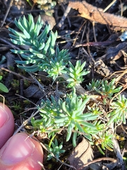 Petrosedum amplexicaule