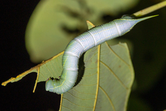 Marumba dyras