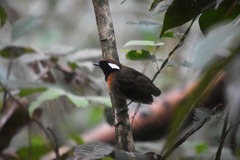 Conopophaga snethlageae