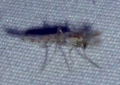 Chaoborus punctipennis