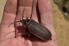 Acanthinodera cumingii