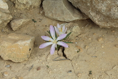 Colchicum ritchii
