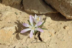 Colchicum ritchii