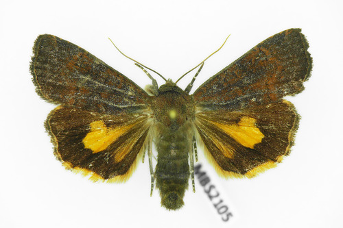 Least Yellow Underwing, photo 5 of 7